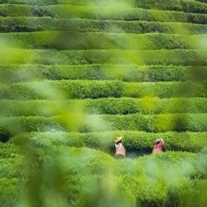 茶业经济：全产业链视角下的茶叶生态产品价值如何实现？