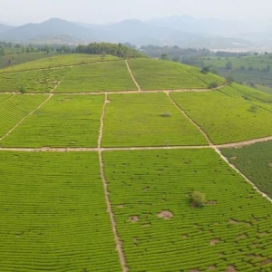 景谷：践行“三茶”统筹厚植茶业发展新优势
