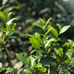 宁德蕉城统筹推进茶产业发展 产品频频获奖