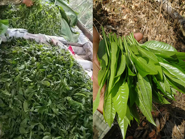 深入易武秘境才能寻得的真味！蓝版铜箐河小饼，还剩6提，错过再无