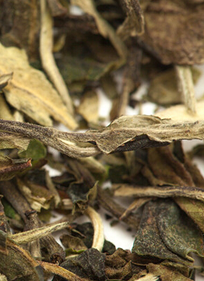 茶侃君讲述白牡丹茶神奇传说