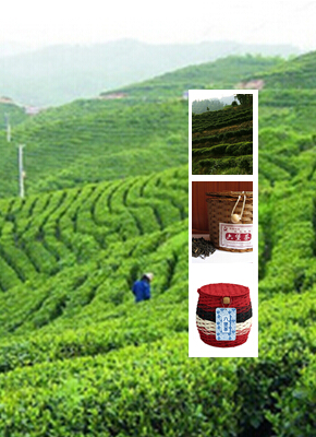 六堡茶产地介绍，90%的人都不知道