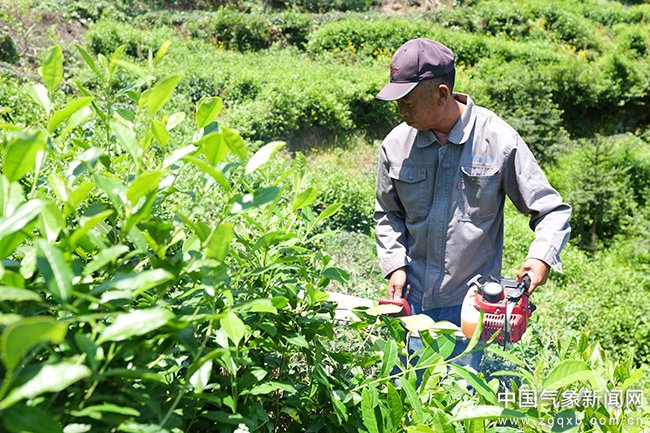 我和天气打交道丨浙江茶叶合作社主任蓝华亮：畲乡茶王的三笔“气象账”