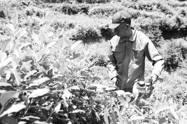 浙江茶叶合作社主任蓝华亮：畲乡茶王的三笔“气象账”